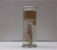 藏品(無齒鰺)的圖片
